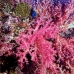 coral_soft_arch_v_0705_png1033.jpg